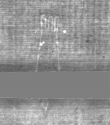 Wasserzeichen DE5025-Philol15_2