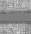 Wasserzeichen DE5025-Philol15_3