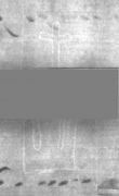 Wasserzeichen DE5025-Philol13_29