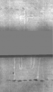 Wasserzeichen DE5025-Philol13_96
