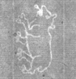Wasserzeichen DE8100-Cod.Don.123_I