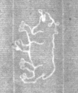 Wasserzeichen DE8100-Cod.Don.123_II