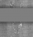 Wasserzeichen DE5025-Philol16_200