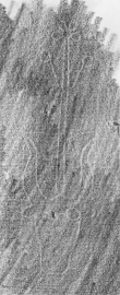 Wasserzeichen DE8850-D_380a.2°_Helmst_35