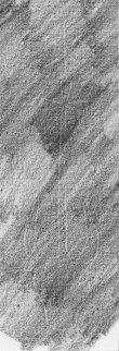 Wasserzeichen DE8850-D_380a.2°_Helmst_42