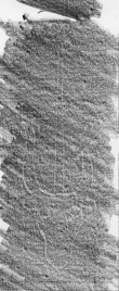 DE8850-D_380a.2°_Helmst_82 - Typ:0 - ID: 170843 - Eintrag Nr.: 207 Wasserzeichen DE8850-D_380a.2°_Helmst_82