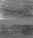 Wasserzeichen DE5025-tl168_1