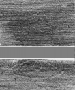 Wasserzeichen DE5025-tl168_4