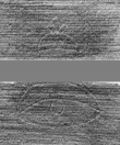 Wasserzeichen DE5025-tl168_5