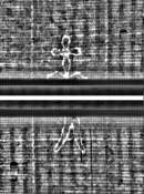 Wasserzeichen FR7600-559_159