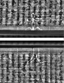 Wasserzeichen FR7600-559_164