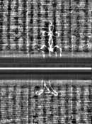 Wasserzeichen FR7600-559_173