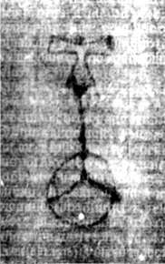 DE5580-2Incca2783_z2