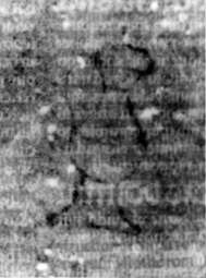 DE5580-2Incca2783_b2