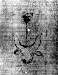 DE5580-2Incca3287_v5