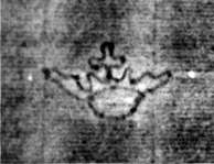 DE5580-2Incca2869_a1
