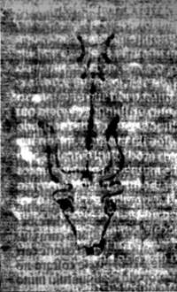 DE5580-2Incca2783_I3