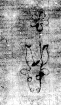 DE5580-2Incca1882-4_c7