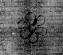 DE5580-2Incca3334_y1