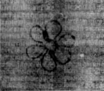 DE5580-2Incca3334_y1