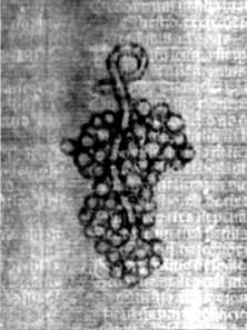 DE5580-2Incca34012_Vv2