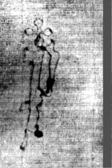 DE5580-2Incca1882-1_ee1