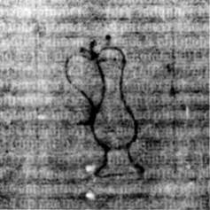 DE5580-2Incca1882-2_B5