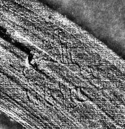 DE0960-4Inc1150.5_999d