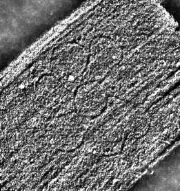 DE0960-2Inc2168_92