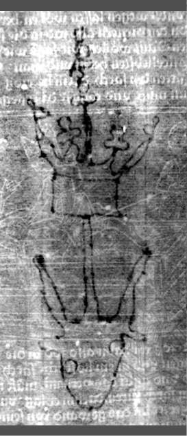 DE5580-2Incca1067_h7