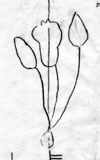 DE5580-Codgraec213_2